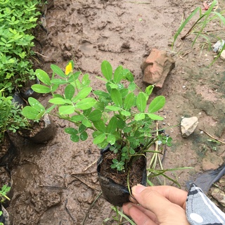 Cây Cỏ Lạc (Cỏ Tiên) (HÀNG NHƯ HÌNH)