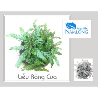 Liễu răng cưa - Cây thủy sinh 1 chậu 4-6 ngọn