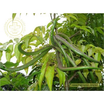 Cây lá quao phơi khô 1 ký hàng nhà làm khô sạch