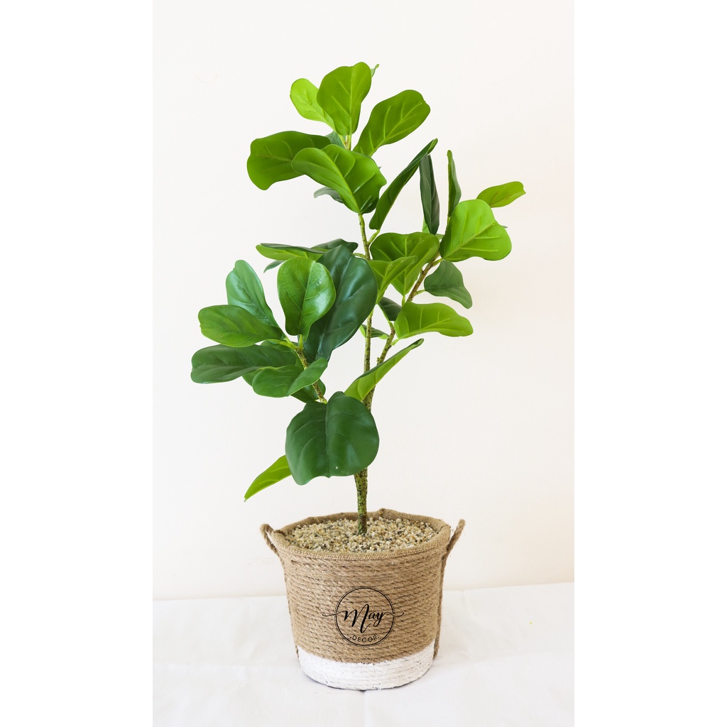 Cây giả, Set chậu bàng Singapore giả cao 1m, 75cm,65cm