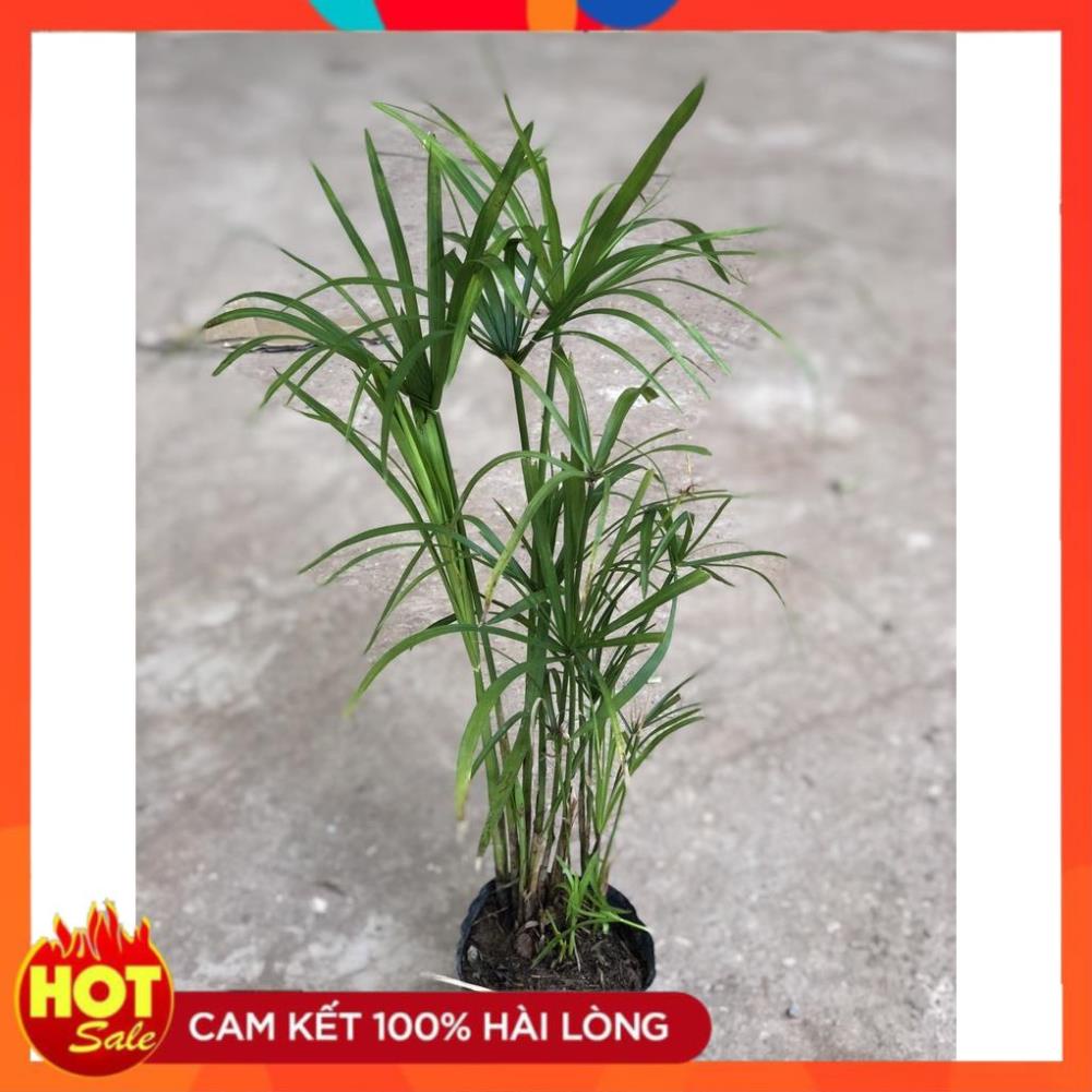 Cây thủy trúc bụi to khỏe sức sống mãnh liệt mang phong thủy tốt thích hợp trồng tiểu cảnh nước12