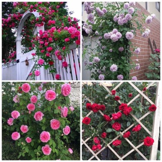 Cây hoa hồng leo siêu đẹp-tặng kích rễ