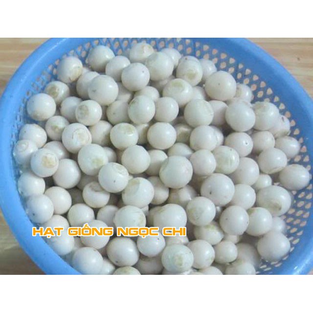 Hạt Giống Quả Cà Pháo Trắng - 1Gr