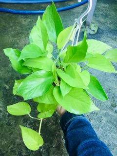 TRẦU BÀ THÁI VÀNG CHẬU TREO MINI