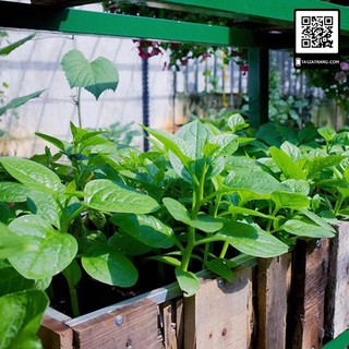 [Top Bán Chạy] - Gói 1000 Hạt Giống Rau Mồng Tơi Cao Sản [FREESHIP XTRA]