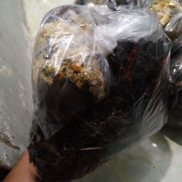 Sâm rong biển - combo 7 loại nguyên liệu nấu sâm - nấu 10 lít sâm | BigBuy360 - bigbuy360.vn