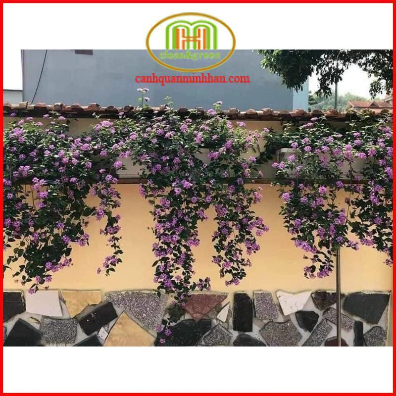 Hoa ngũ sắc tím rủ và ngũ sắc vàng treo ban công trang trí cực đẹp Minh Hân Garden