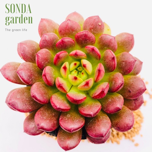 Sen đá ruby đỏ SONDA GARDEN ép màu full nắng mưa size bé 5-8cm, lỗi 1 đổi 1