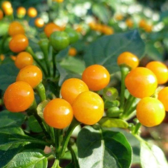 Gói 03 Hạt Giống Ớt Mắc Nhất Thế Giới Aji Charapita 570tr/kg Loại Ớt Ngon Và Đắt Nhất Thế Giới  KHUYẾN MẠI TẾT