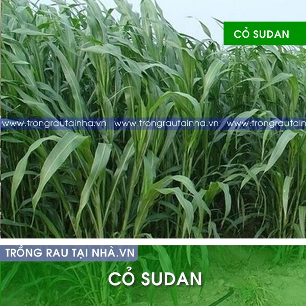 Hạt cỏ chăn nuôi Sudan lai 1kg - Hạt Giống Cỏ Chăn Nuôi Gia Súc