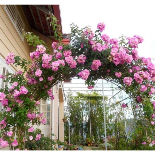 Hạt giống hoa Hồng leo Pháp Nhiều màu TẶNG 1 phân bón 20H - HẠT GIỐNG HOA HỒNG LEO PHÁP  KHUYẾN MẠI TẾT