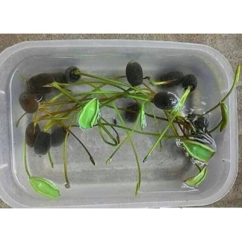 10  hạt sen mini nhật đủ màu