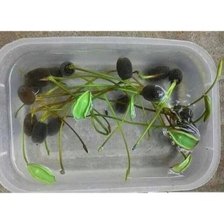 10 hạt sen mini nhật đủ màu