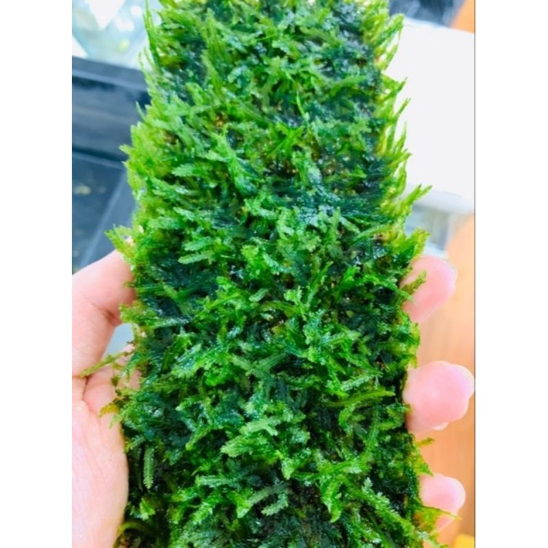 RÊU MINI TAIWAN vỉ 20x8cm siêu đẹp, gắn lũa hoặc trải nền