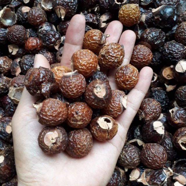 Quả Bồ Hòn  70k/ kg
