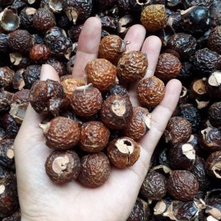 Quả bồ hòn 70k/ kg