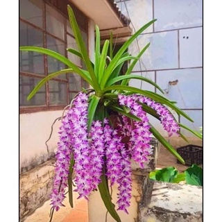 hoa lan đuôi sóc