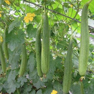 MƯỚP HƯƠNG THÁI QUẢ DÀI