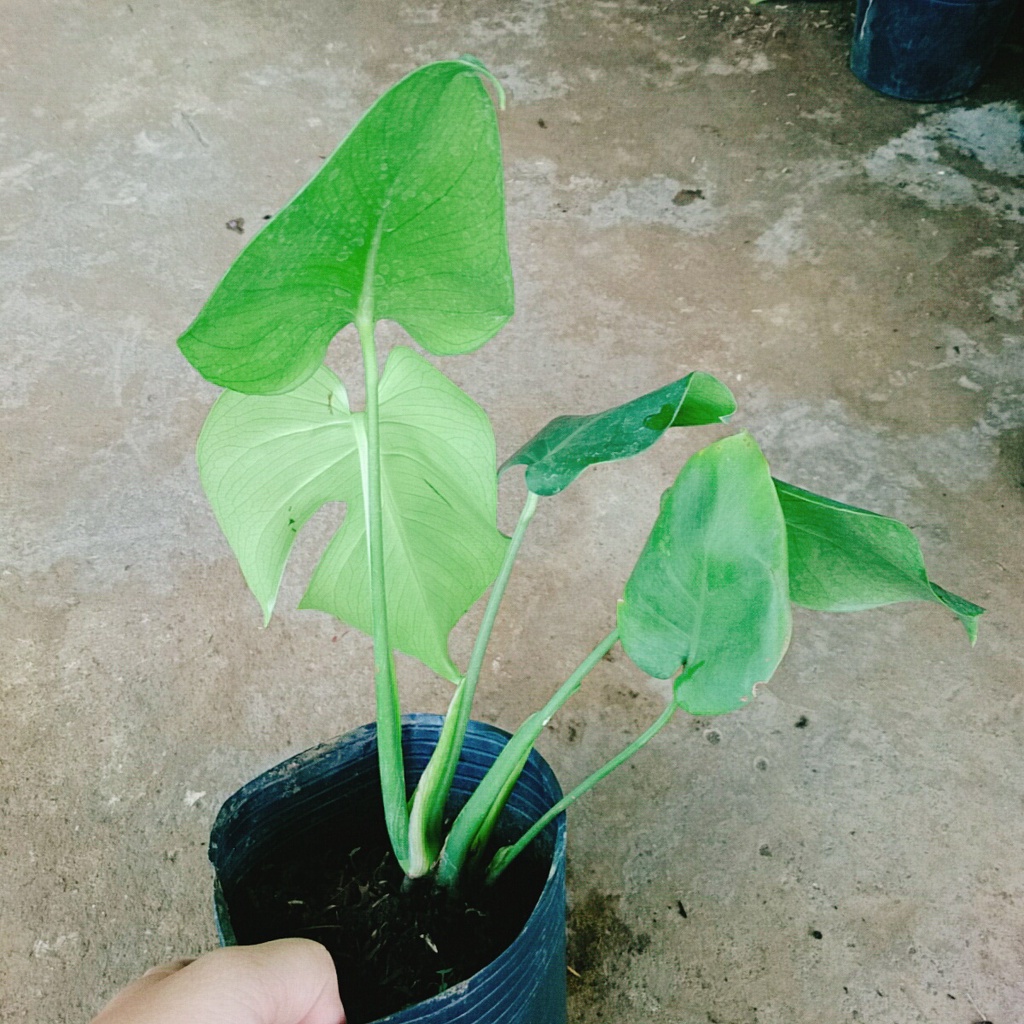Trầu Bà Lá Xẻ - trầu bà nam mỹ - caykiengsadec
