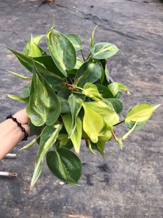 Trầu bà sọc vàng Brazil