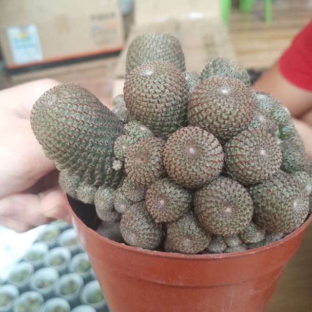 Xương rồng trứng rắn