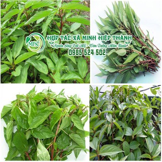 Sale off Hạt giống rau đay cực đẹp.