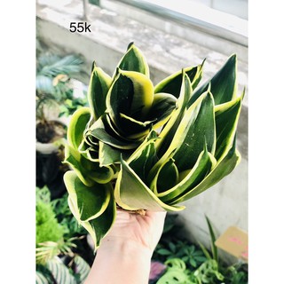 Chậu lưỡi hổ thái xanh viền vàng