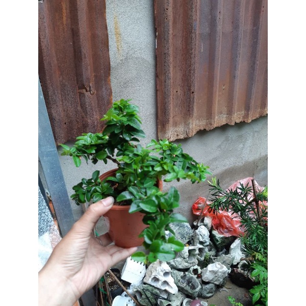 Cây kim quýt THÁI bonsai