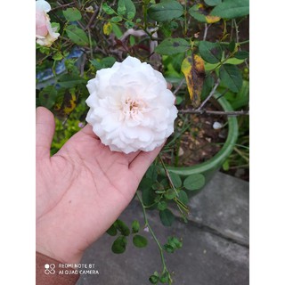 sản phẩm gồm áo da