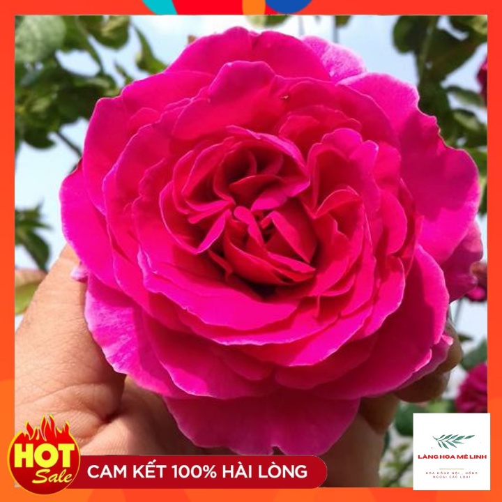 Hoa hồng ngoại Kate Rose [NỮ HOÀNG BÍ ẨN] có hương thơm có 1 – 0 – 2 , rất hiếm có giống hồng nào sánh bằng.⛑️