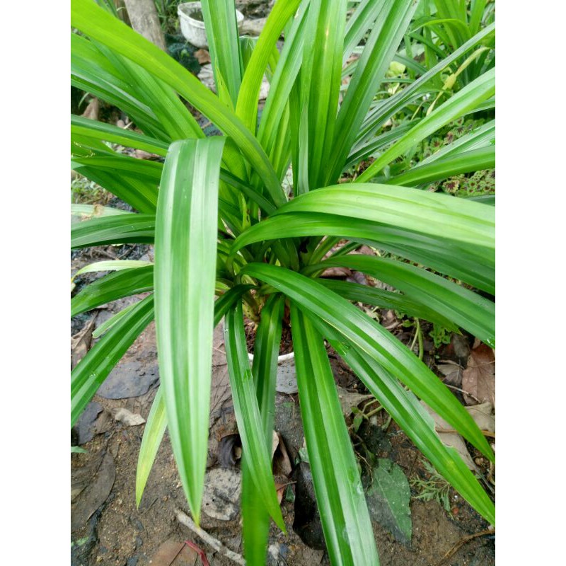 Cây dứa vừa làm da vị vừa làm cảnh