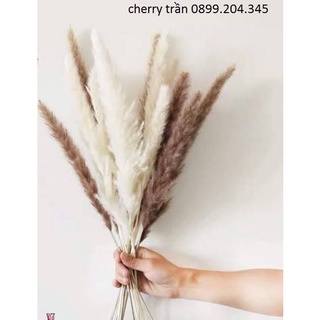 [CỰC XINH] (MUA 5 TẶNG 1)Cỏ lau khô Pampass Grass🌻FREESHIP🌻 Decor, Trang Trí Nhà Cửa