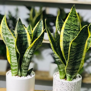 Chậu cây để bàn, lưỡi hổ viền vàng