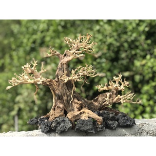 LŨA BONSAI CHO HỒ THỦY SINH Size Lớn [HT/02]