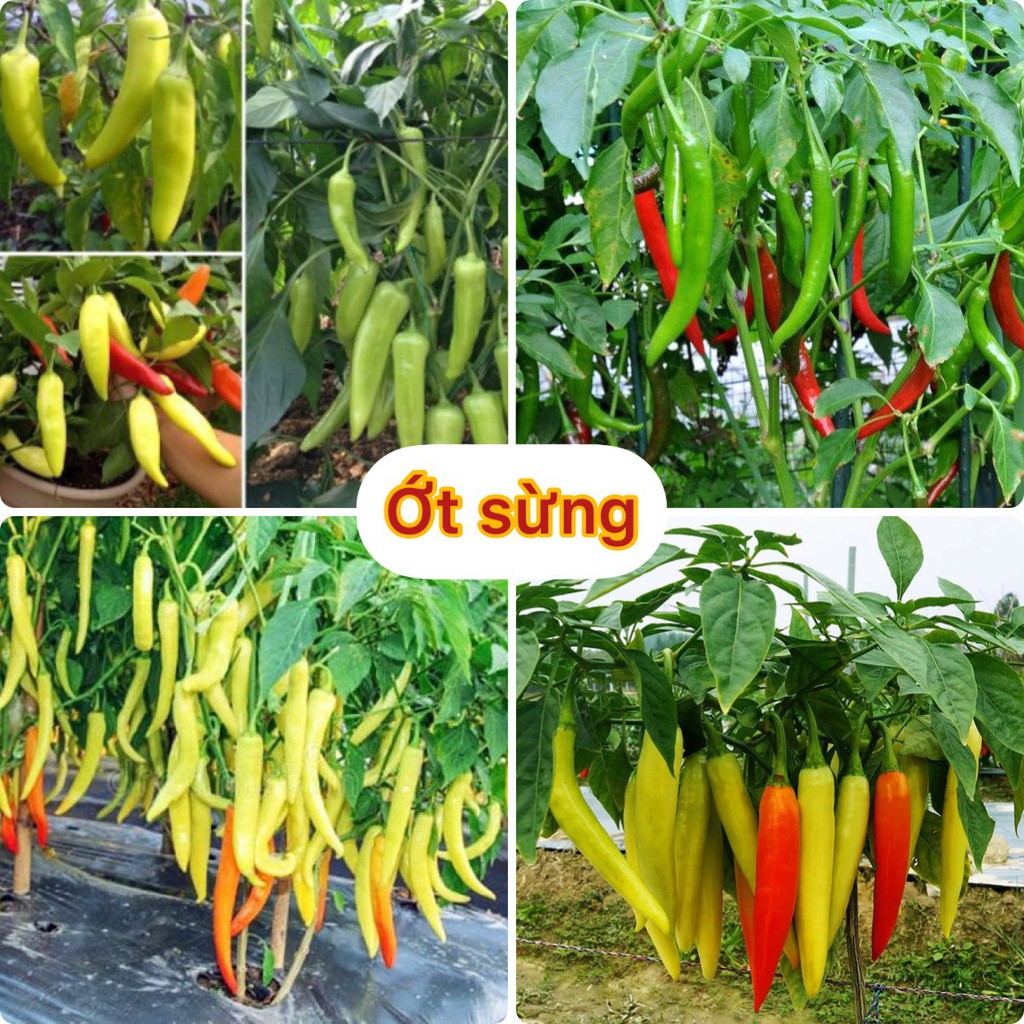 Hạt giống ớt sừng (gói 60 hạt, tặng kèm phân)