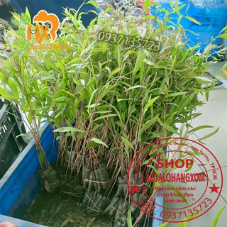 Cây tràm úc cây giống combo 50 cây