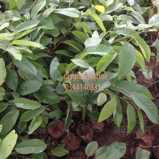 Cây na dứa đài loan