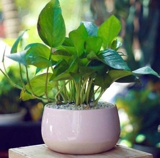 **Chậu sứ cao cấp
