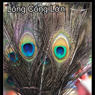 Lông Công (Nhỏ /Lớn) PK chụp ảnh