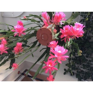 cây giống hoa nhật quỳnh