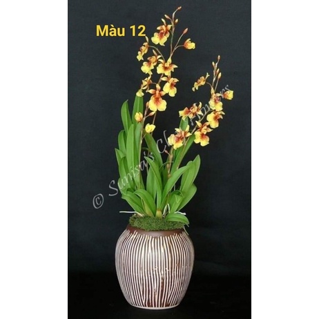 Hoa Lan vũ nữ HOA TẾT kèm phân