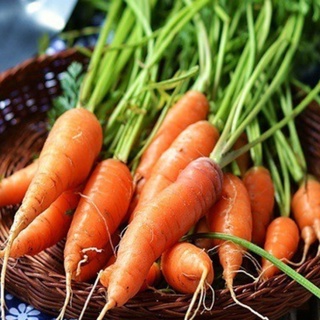 Hạt giống Cà rốt gói 5gr