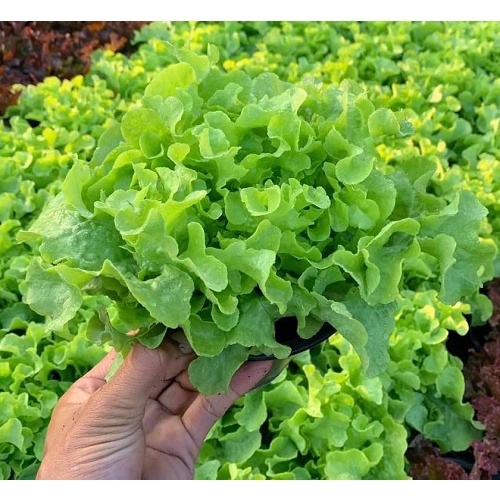 200H - #Hạt_Giống_Xà_Lách_Sồi_Xanh_Tím ( tặng kèm kích mầm và phân bón )