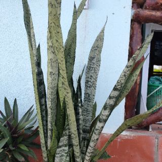 Lưỡi Hổ Xanh Cao