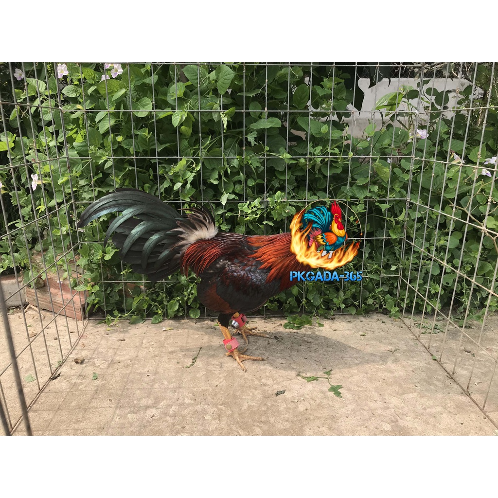 Tạ tập lực dùng cho gà tre, tạ chì - pkgada365