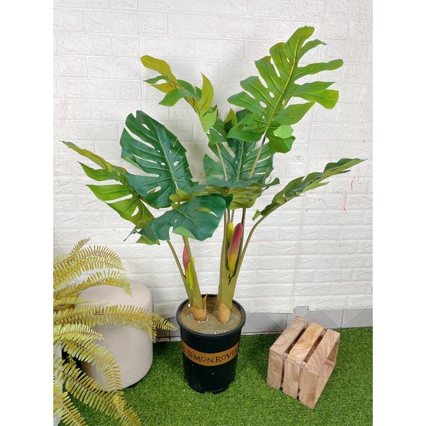 Cây giả-cây trầu bà tay phật-Mai Rùa có hoa ,decor trang trí nội thất