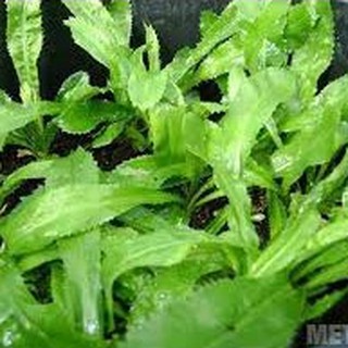 10g HẠT GIỐNG NGÒ GAI