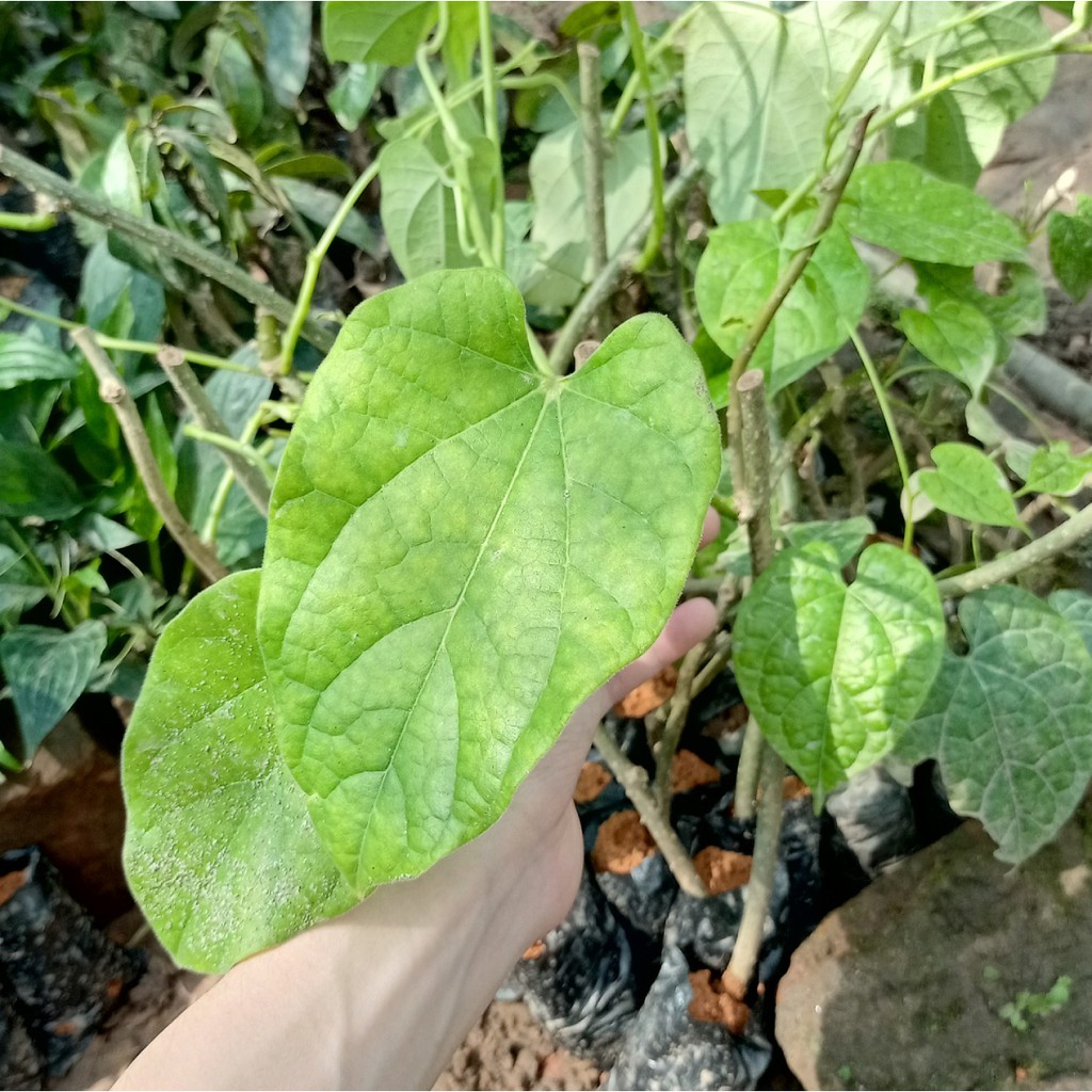 🌿 Bầu giống khoan cân đằng  - giải pháp hiệu quả cho chứng đau xương khớp