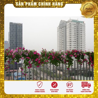 Bộ gói hạt giống dạ yến thảo