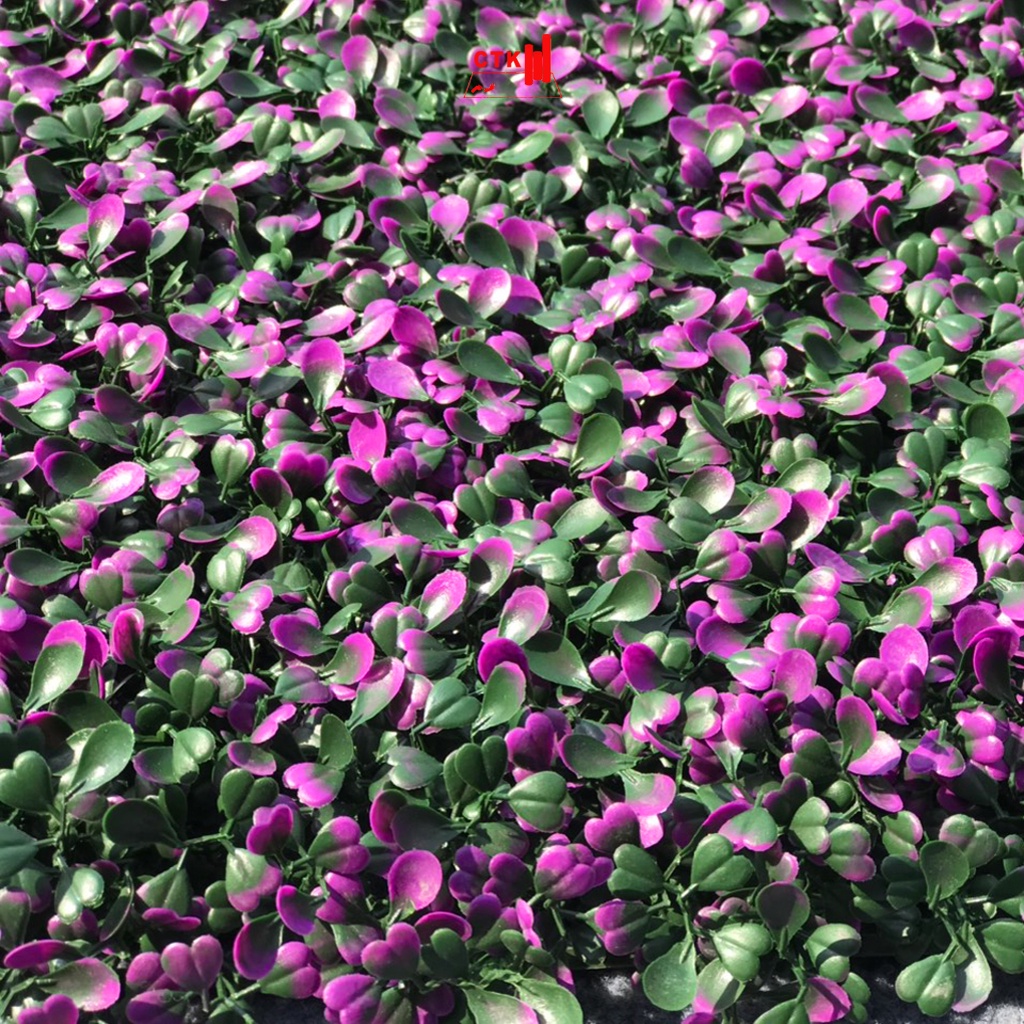 Thảm cỏ treo tường, cỏ nhựa nhân tạo trang trí ban công cải xoong tím (50 cm x 50 cm)